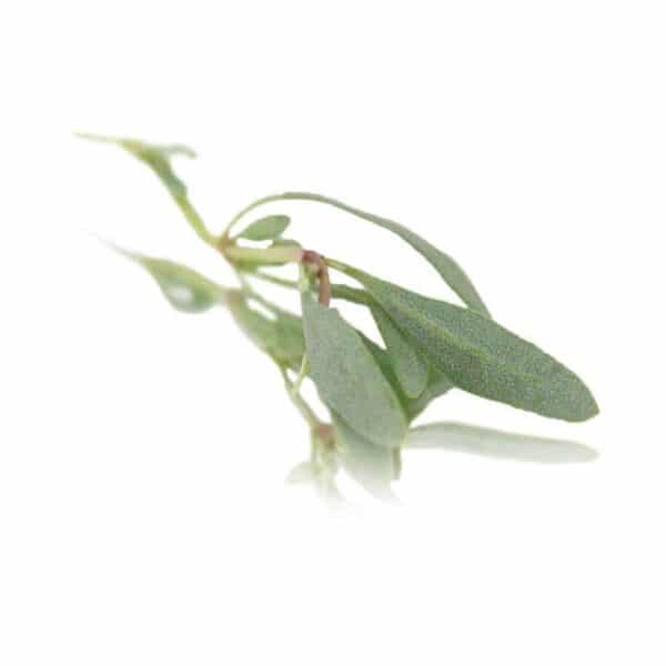 Sea Purslane